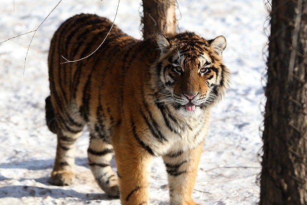 siberian tiger