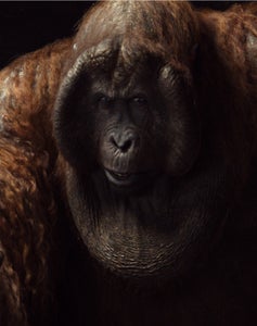 thejunglebook_Louie