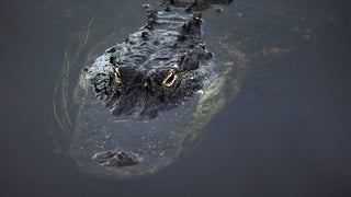 Disney Gator Attack: Here Are Resorts’ New Warning Signs (Photo)
