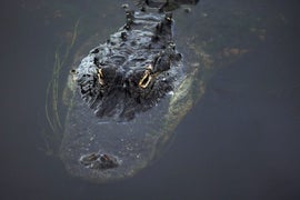 Disney Gator Attack: Here Are Resorts’ New Warning Signs (Photo)