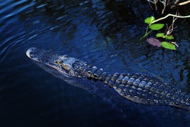 How Much of a PR Nightmare Is Gator Attack for Disney?
