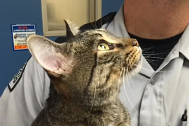 UCLA Shooter Mainak Sarkar’s Cat, Jiffy, Found Safe After Killing Spree (Video)