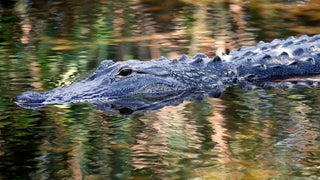 How Common Are Alligator Attacks in Florida?
