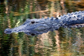 How Common Are Alligator Attacks in Florida?