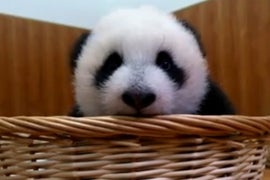 Panda Babies! Nat Geo Wild Orders Endangered Species Show ‘Mission Critical’ (Exclusive)