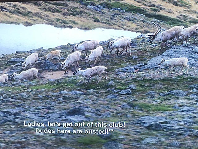 Goats and Aziz