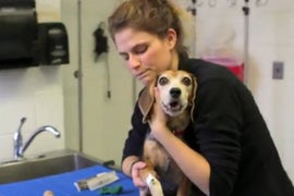 Animal Planet Orders Vet School Reality Series (Exclusive Video)