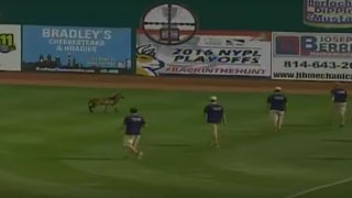 Farm Animal Interrupts Baseball Game: Listen to TV Play-by-Play of the Mayhem (Video)