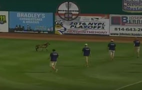Farm Animal Interrupts Baseball Game: Listen to TV Play-by-Play of the Mayhem (Video)