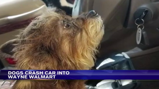 Joyriding Dogs Crash Car Into Walmart (Video)