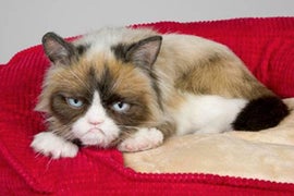 Grumpy Cat Wins $710,001 in Copyright Lawsuit: ‘Memes Have Rights Too’
