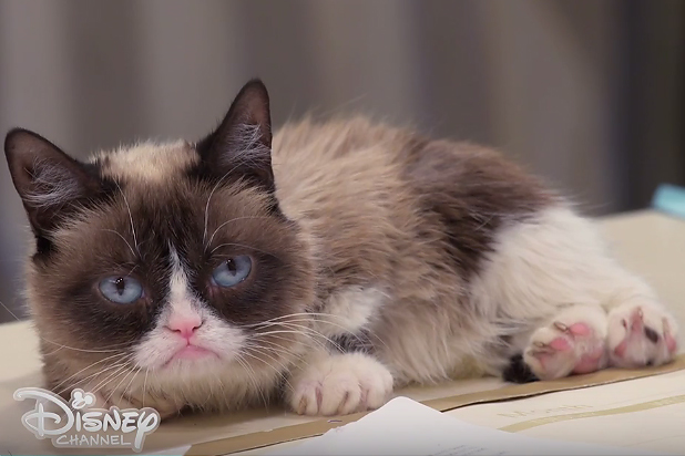 Grumpy Cat, Viral Internet Sensation, Dies at 7