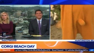 This Local News Reporter Dressed as a Corgi, Then Did Something Barely SFW (Video)