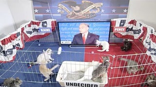 Stephen Colbert Live Streams Adorable Kitten Focus Group During VP Debate