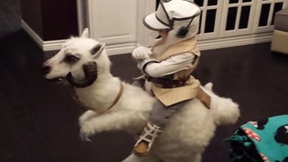 Little Jedi’s ‘Star Wars’ Tauntaun Costume May Have Already Won Halloween (Video)