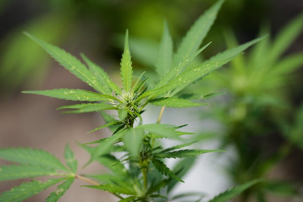 Marijuana Coachella Weed