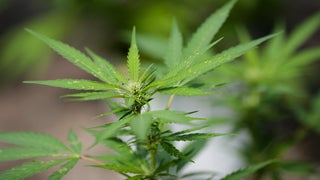 Now That Proposition 64 Passed, When Can California Start Smoking Weed?