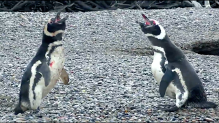 Watch What Penguin Does When He Comes Home To Cheating Wife (Video)