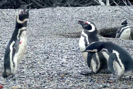 Penguin Wife Involved in Bird Drama Says Husband Was Cheating