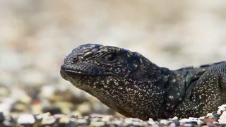 Marshawn Lynch Goes Beast Mode on ‘Planet Earth’ Iguana Chase (Video)