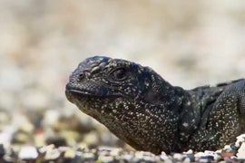 Marshawn Lynch Goes Beast Mode on ‘Planet Earth’ Iguana Chase (Video)