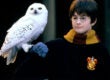 harry potter and the sorcerer's stone