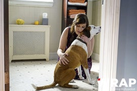‘Downward Dog’ Canceled by ABC After 1 Season