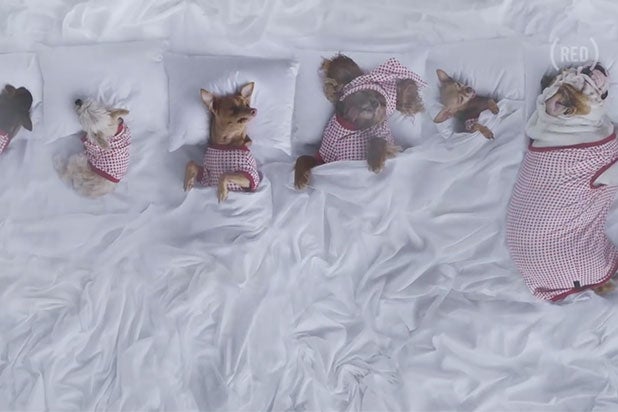 kanye west puppies famous