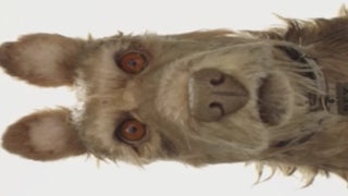 Wes Anderson’s ‘Isle of Dogs’ Acquired by Fox Searchlight