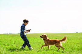 ‘A Dog’s Purpose’ Review: Canine Tear-Jerker Fails the Sniff Test