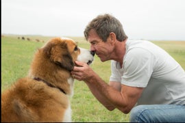 ‘A Dog’s Purpose’ Bitten by IMDb Users: 94 Percent Give Movie 1 Out of 10