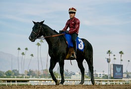 UFC Fighter Conor McGregor Eyes New Career as a Jockey (Video)