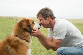 ‘A Dog’s Purpose’ Is ‘Clumsily Manipulative Dreck’ and 6 Other Gnawing Reviews