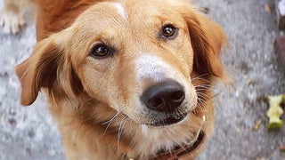 ‘A Dog’s Purpose’: Inside ‘Hollywood’s Dirty Little Secret’ About Animals on Set