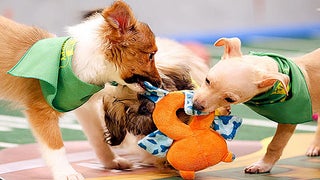 Puppy Bowl 2017: Meet the Adorable Starting Lineup (Photos)