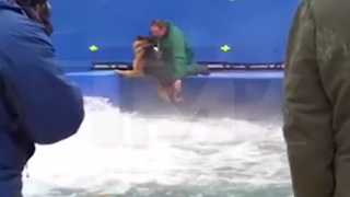 ‘A Dog’s Purpose’ Producers Say German Shepherd Was Not Forced to Complete Scene (Report)