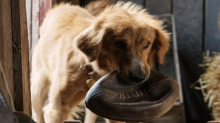 ‘A Dog’s Purpose’ Writer Says ‘No Animals Were Harmed’ in Making of Film