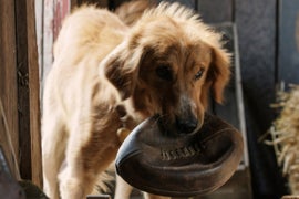 ‘A Dog’s Purpose’ Writer Says ‘No Animals Were Harmed’ in Making of Film
