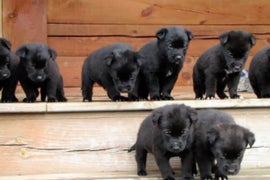 ‘Puppies vs Gravity’ Is Cutest Thing You’ll See Today (Exclusive Video)