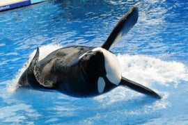 Tilikum, SeaWorld Killer Whale Featured in ‘Blackfish,’ Dies at 36