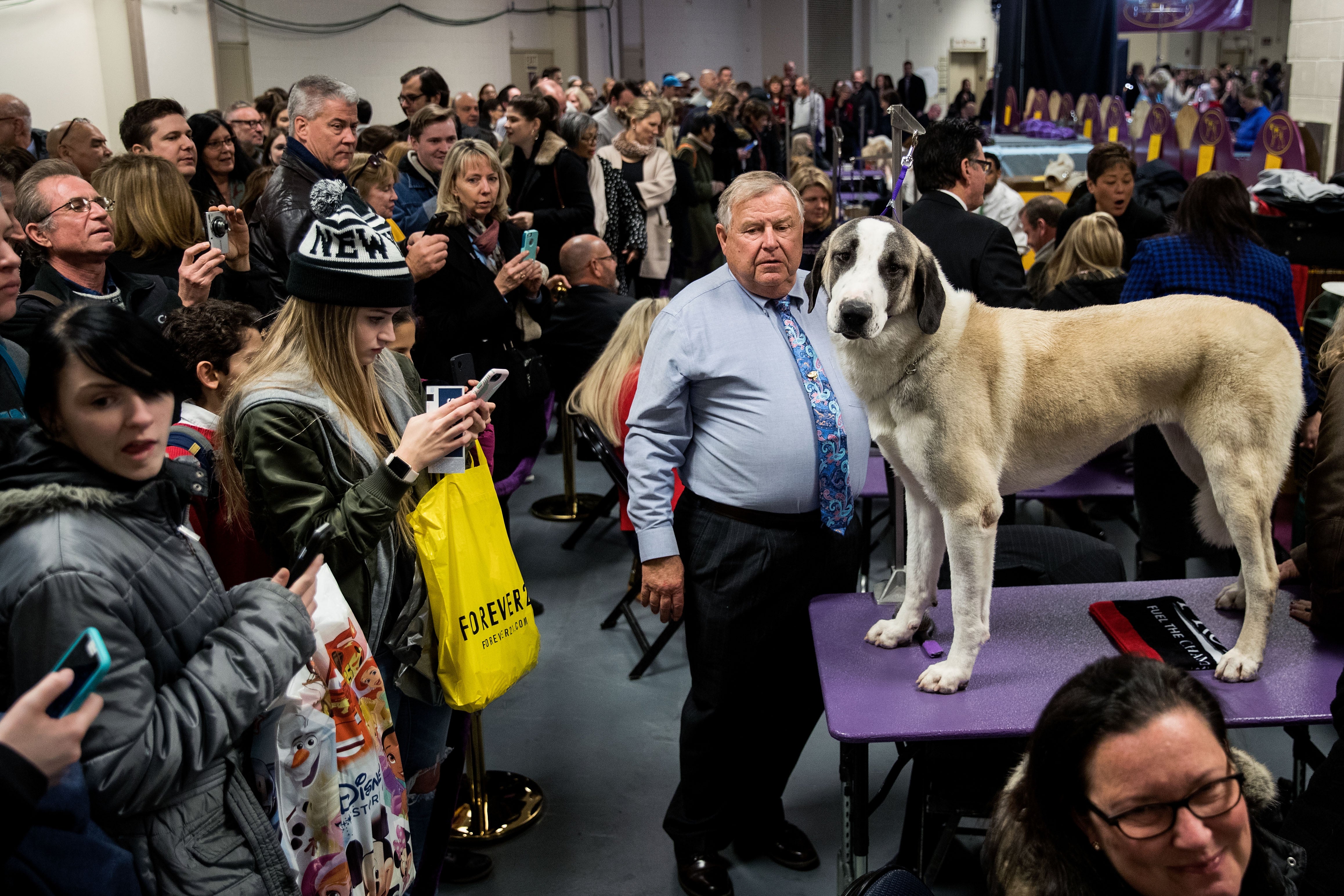Rumor the German Shepherd Wins Best in Show at 2017 Westminster Dog Show