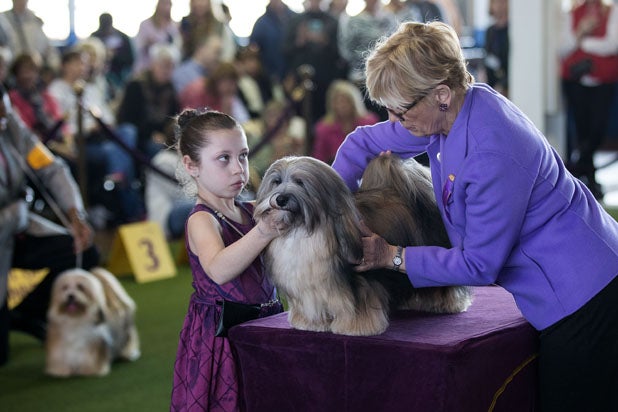 havanese westminster rumor the german shepherd wins best in show at 2017 westminster show havanese westminster rumor the german shepherd wins best in show at 2017 westminster show