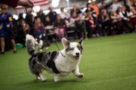 Westminster Dog Show: Meet the Cute, Coddled Canines Competing In New York (Photos)