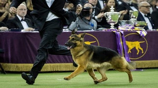 Rumor the German Shepherd Wins Best in Show at 2017 Westminster Dog Show