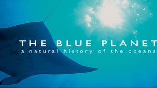 BBC America to Produce 7 Episodes of ‘Blue Planet II’