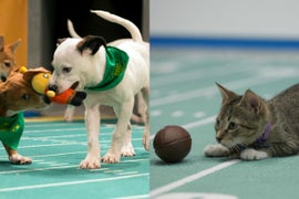 Cats and Dogs: Puppy Bowl Rolls Over Kitten Bowl in Ratings