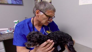‘Dr Jeff: Rocky Mountain Vet’ Rescues 4 Puppies From Being Shot (Exclusive Video)
