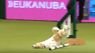 Olly the Rescue Dog Destroys Agility Course, Sends Commentator Into Hysterics (Video)