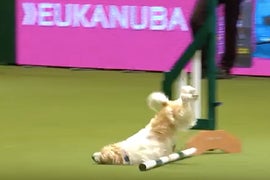 Olly the Rescue Dog Destroys Agility Course, Sends Commentator Into Hysterics (Video)