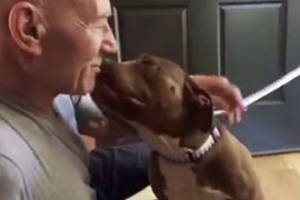 Watch Patrick Stewart Shower Fall in Puppy Love With Foster Pit Bull (Video)
